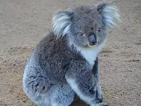 great-ocean-road-nx798