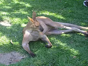 great-ocean-road-v4tf5