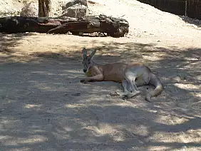 hamilton-island-hs778