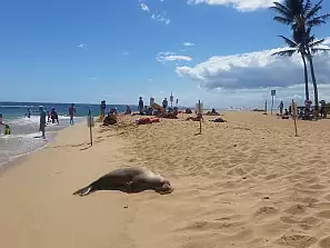 le comode spiaggie hawaiane