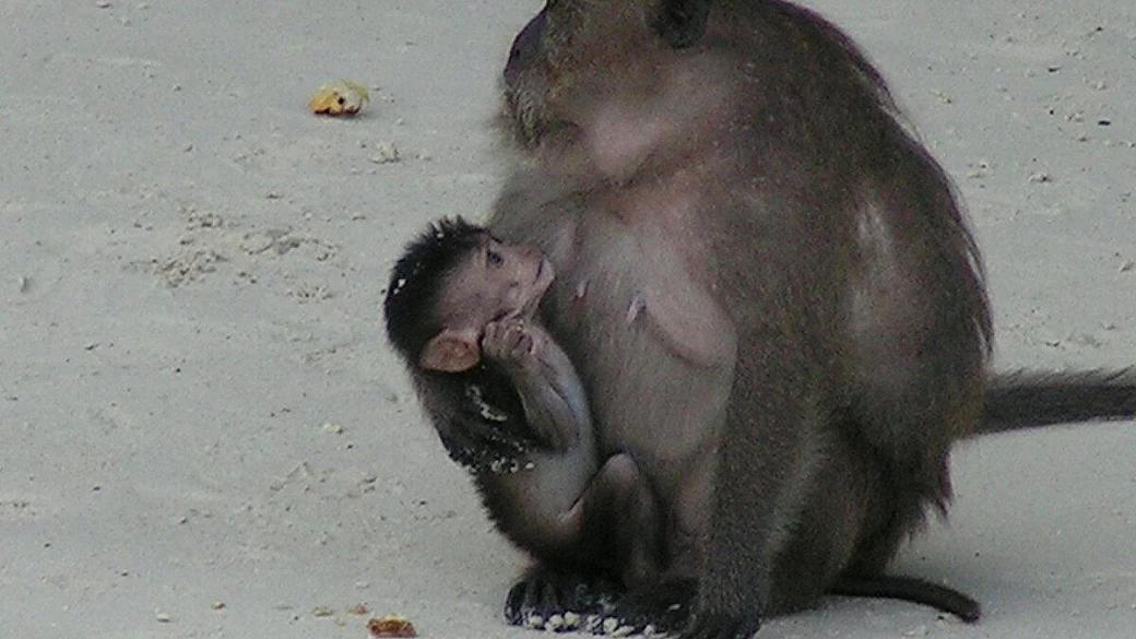 il viaggio 2006: l'ideazione di parte prima