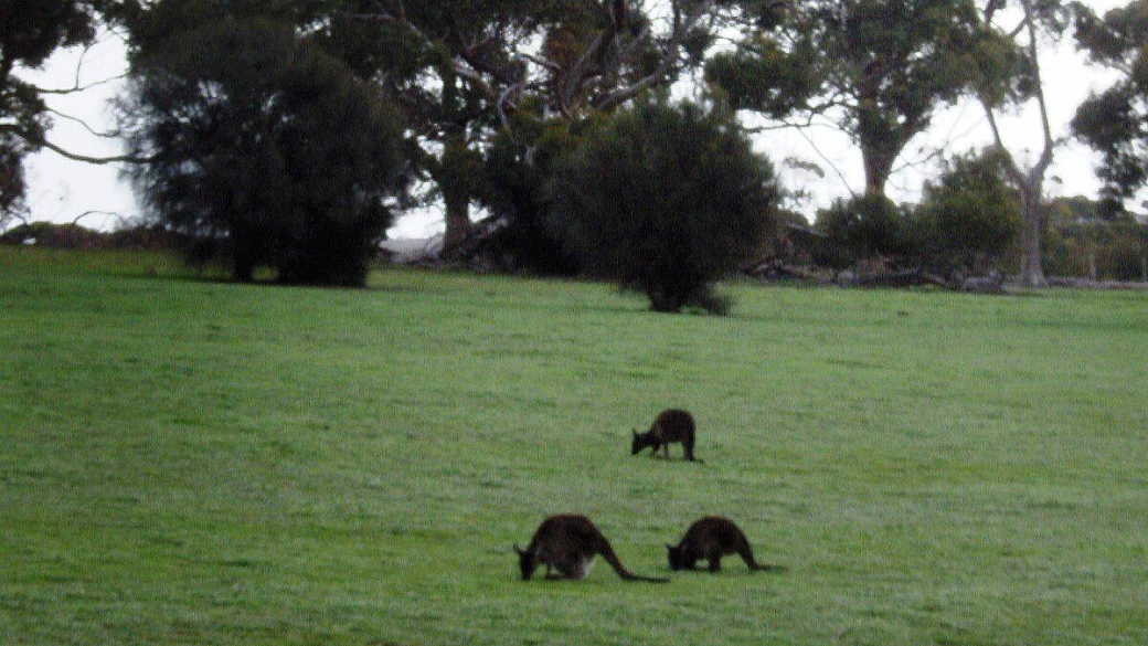 la nostra australia 4