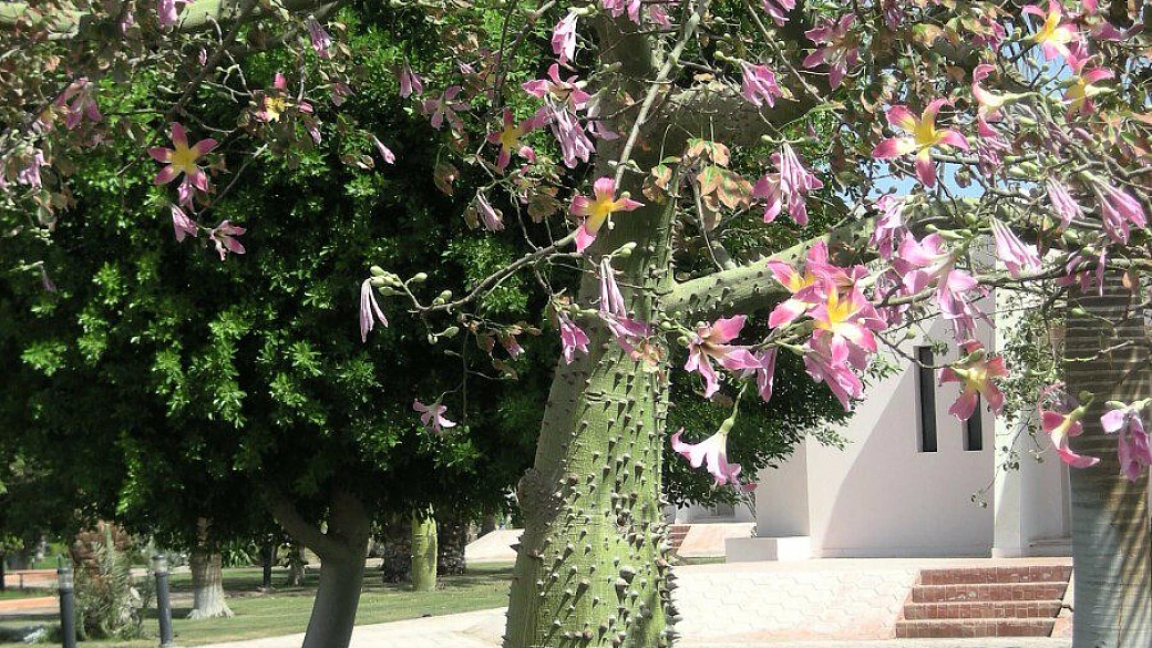 sharm il paradiso non puo' attendere