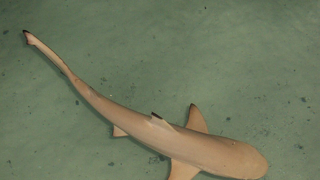 il sogno si e' realizzato, le maldive