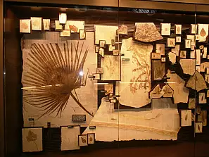 fossil butte di wyoming