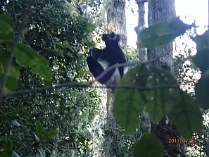 lemure indri nella foresta 2