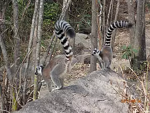 lemure dalla coda a nelli