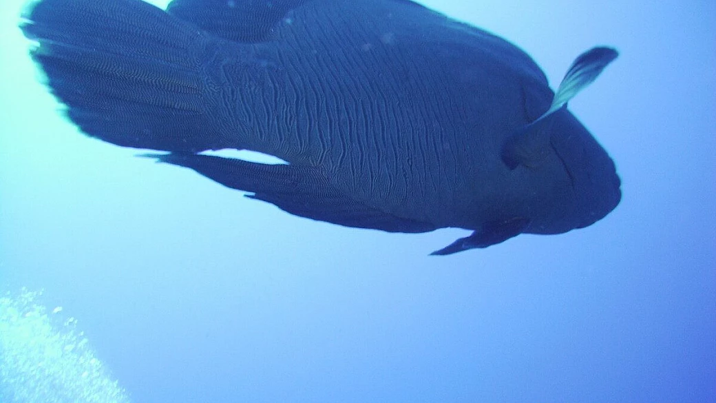 un sogno diventato realtà: polinesia francese