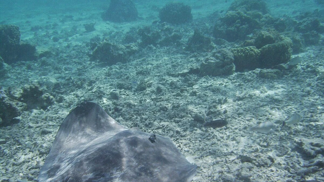 informazioni pratiche sulla polinesia