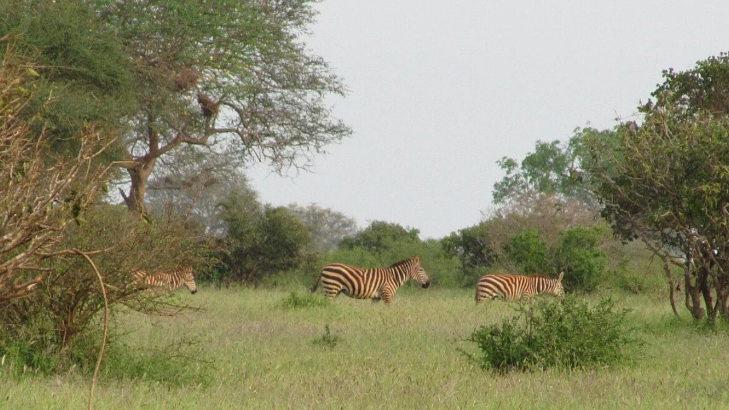 natale all'equatore e nella savana