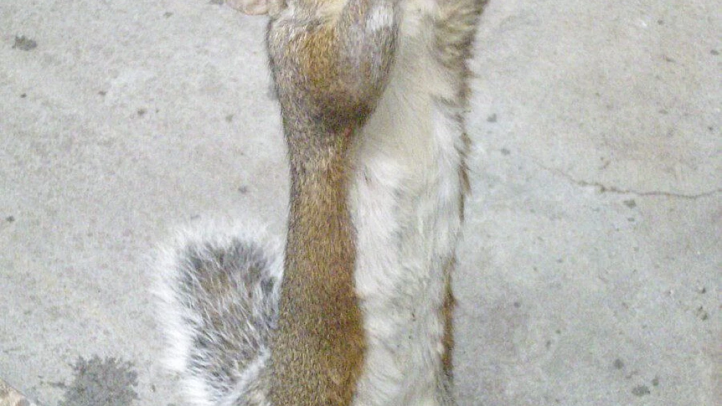 west coast on the road un sogno diventato realtà