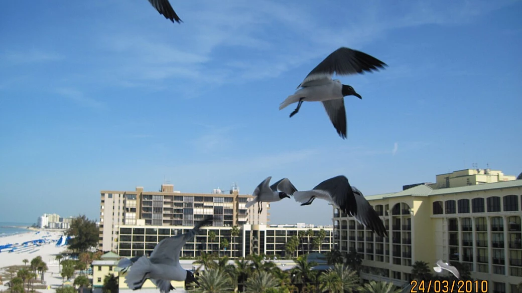 marzo in north florida e ... new orleans