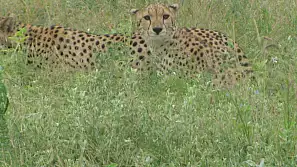 safari in kenya straordinario