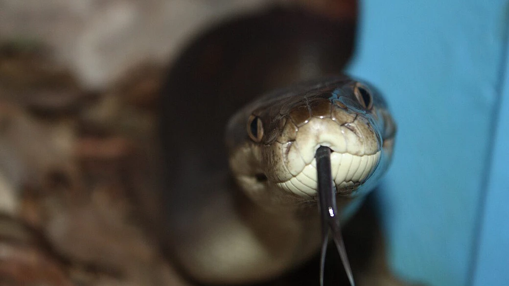 australia 2009 in 3 settimane