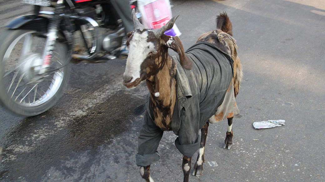 delhi, sariska, sgra, goa