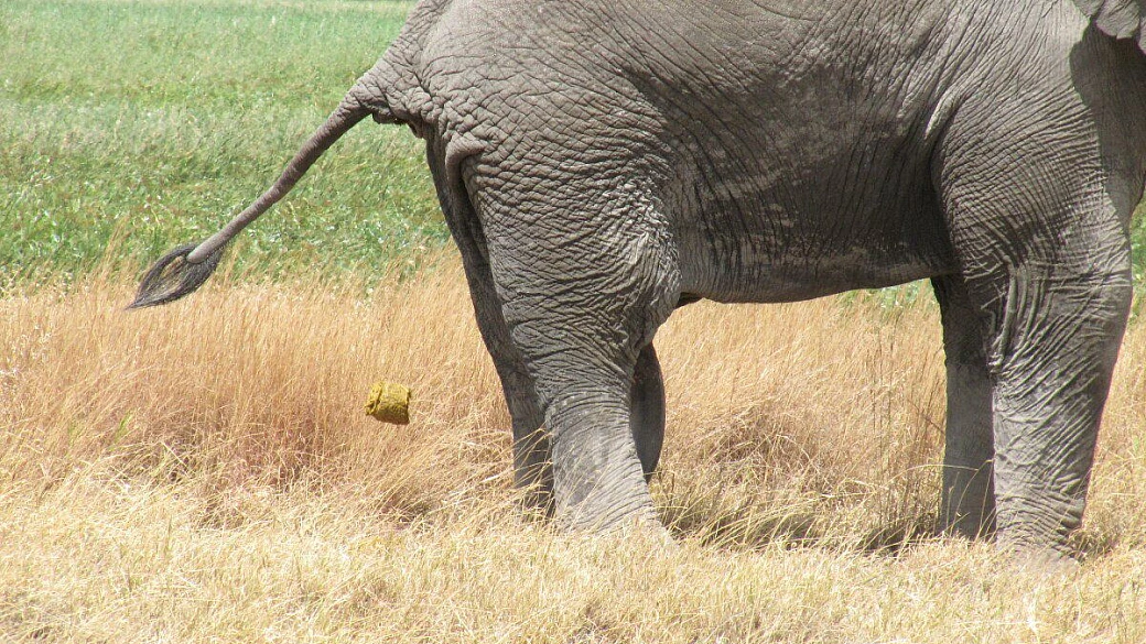 zanzibar tanto amata tanto odiata