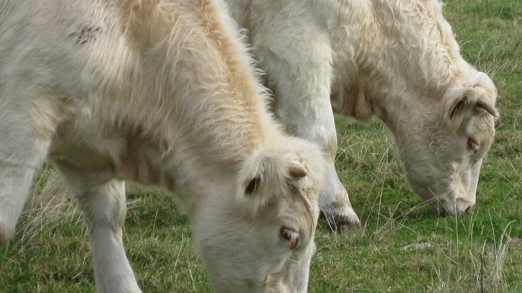 quattro giorni tre notti