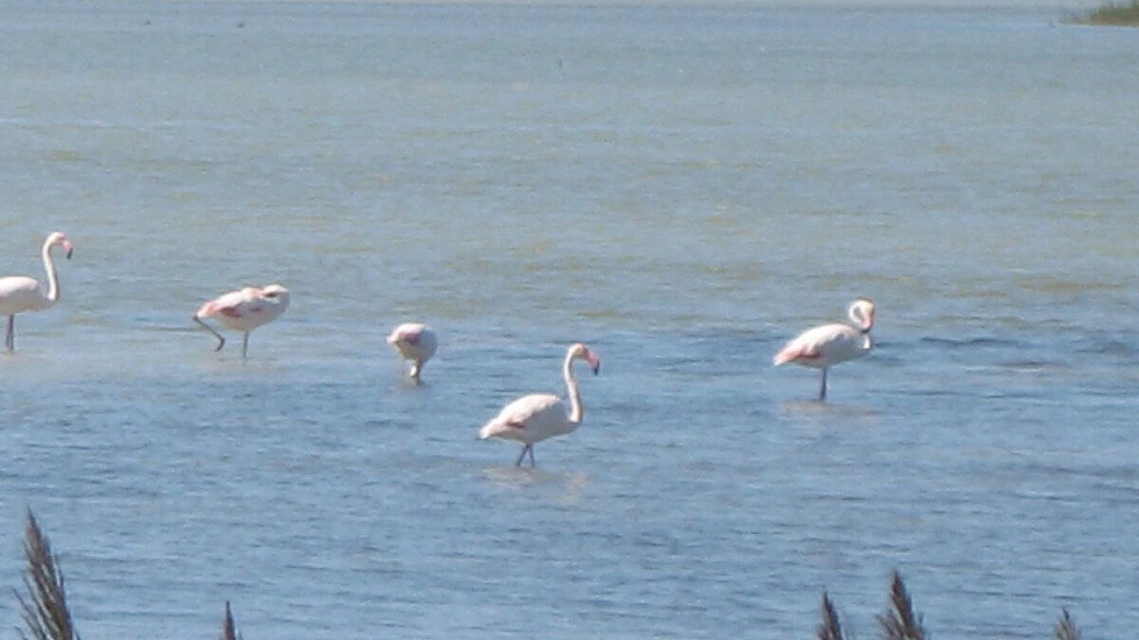 la provenza...soprattutto!