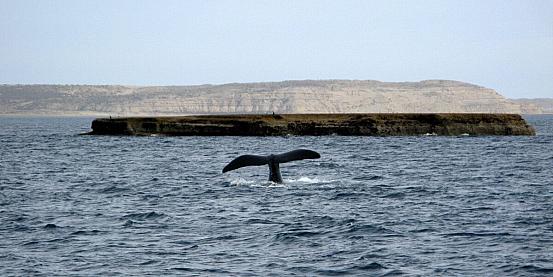balena franca australe 4