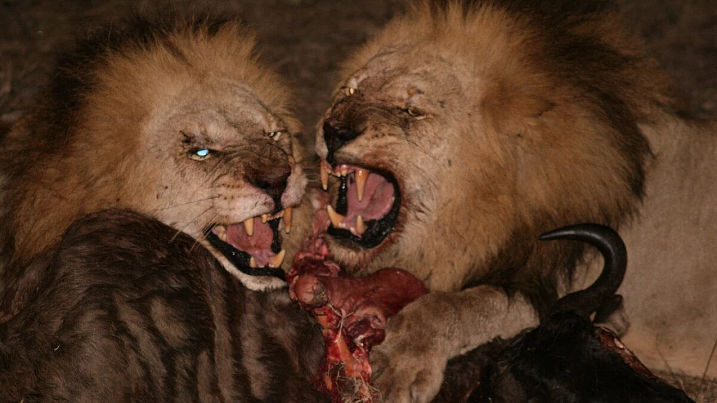 io, tre uomini e una giraffa... sfigurata