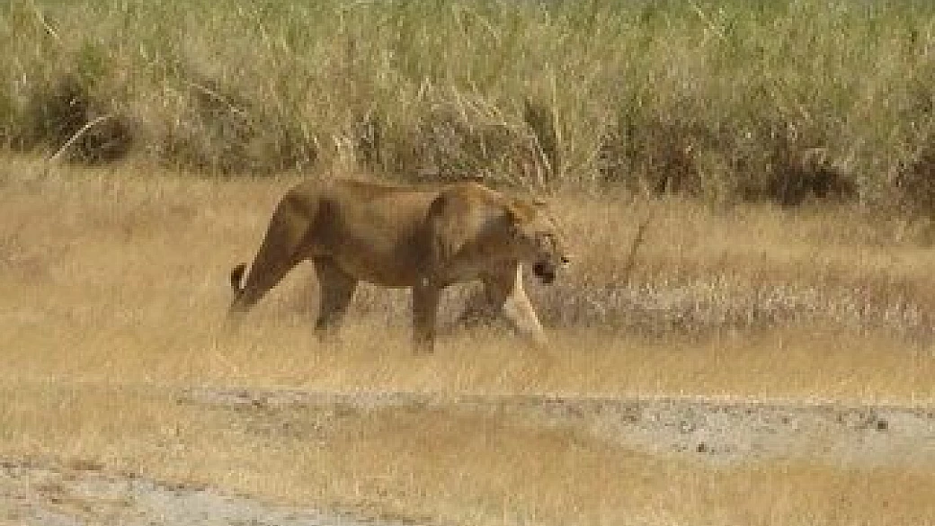 tanzania karibu: safari, trekking e mare nei parchi nord, usambara mountains e pangani