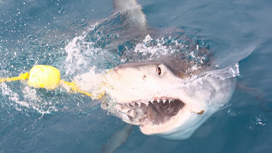 finalmente, il sud africa