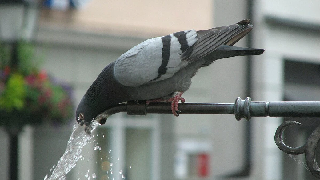 monaco e i castelli della baviera con mamy e papi