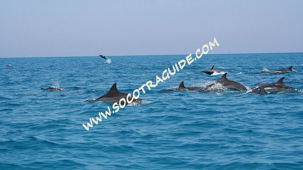 in viaggio con guida locale: da socotra allo yemen