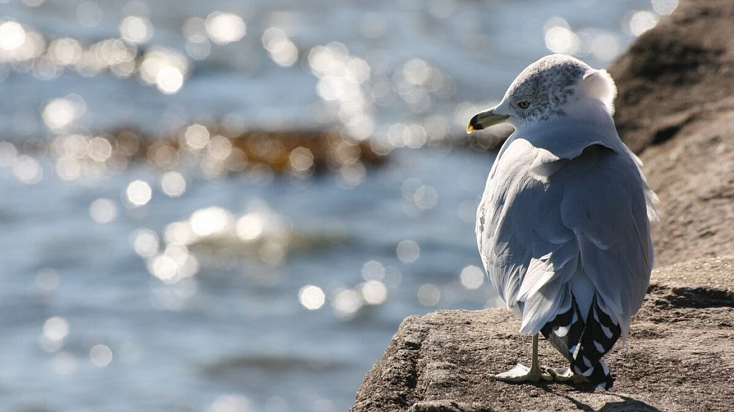 west america agosto 2005