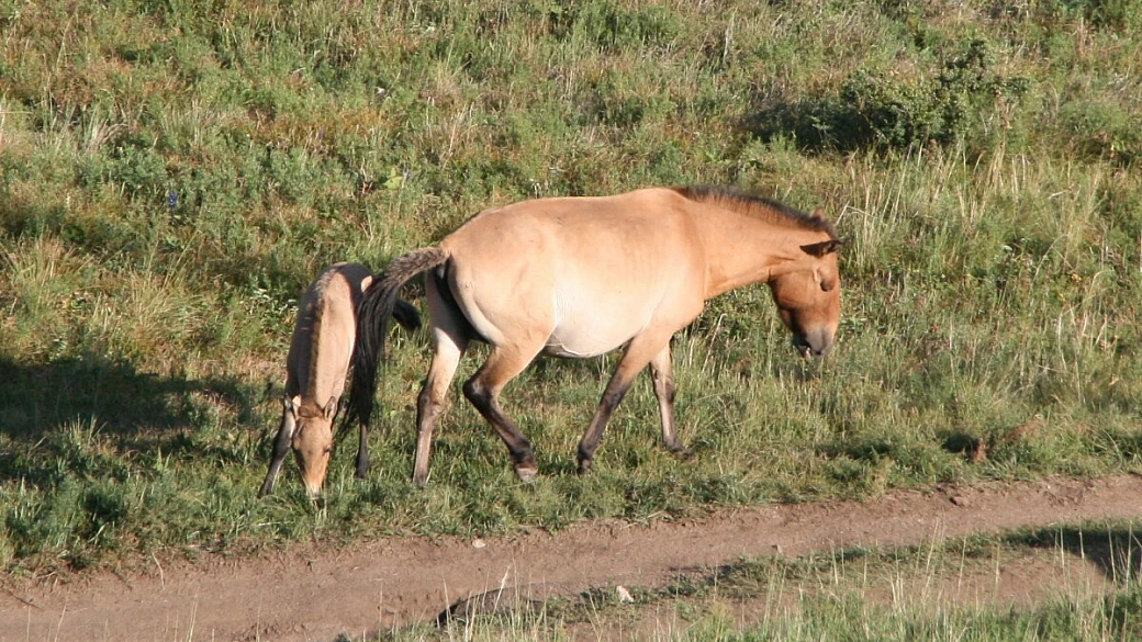 nella terra di gengis khan