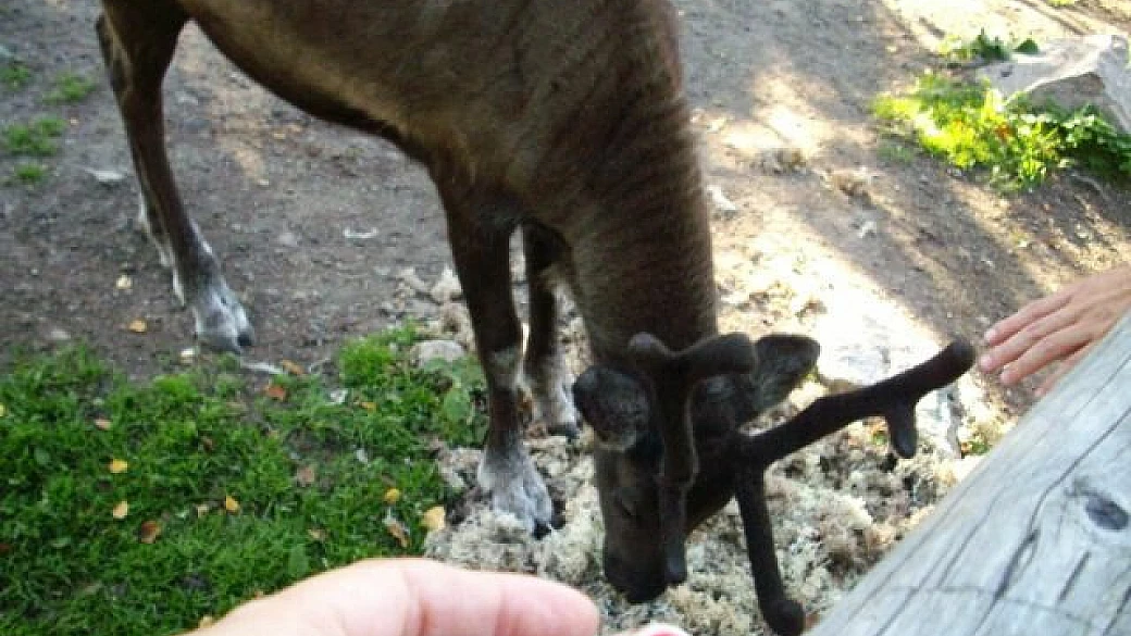 5 sublacensi a stoccolma