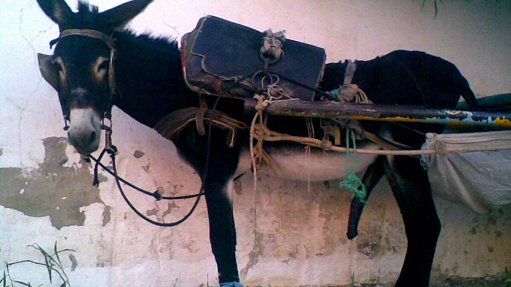 tunisi e hammamet di fretta