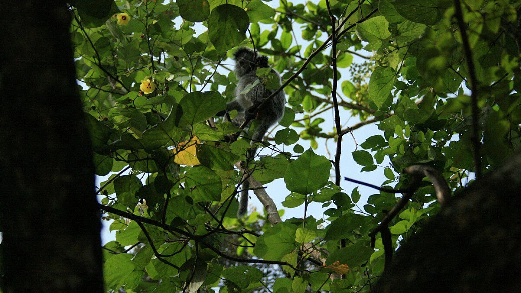 borneo, viaggiare in un documentario sulla natura