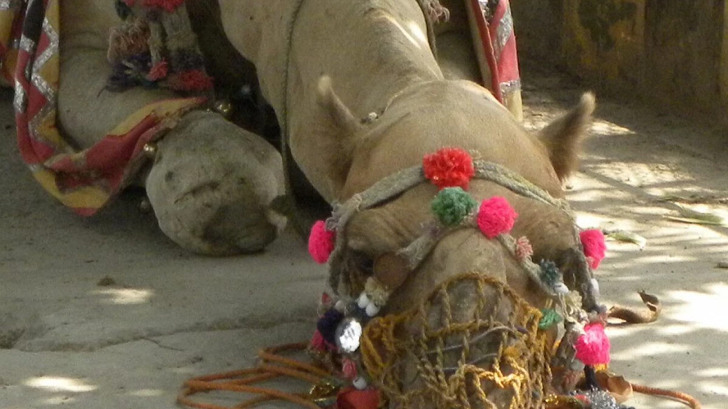 delhi-varanasi-khajuraho-rajasthan