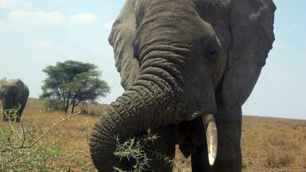zanzibar isola della spazzatura