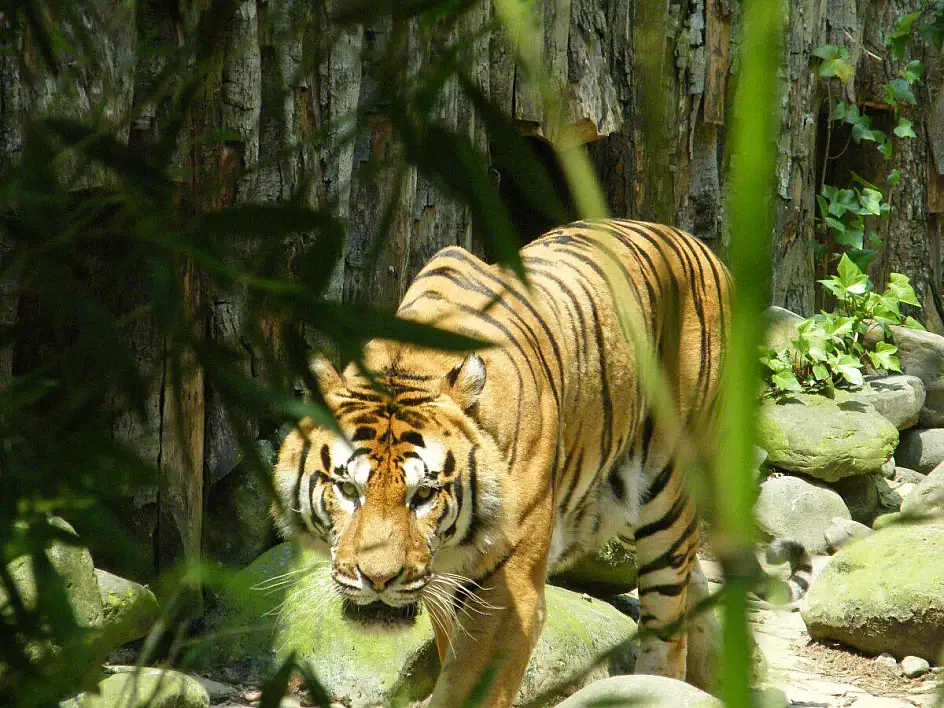 tigre 2