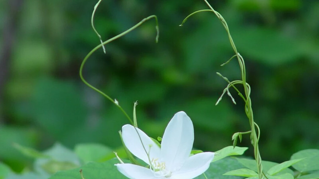 india del sud affascinante