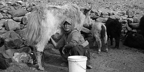 i pastori di yak