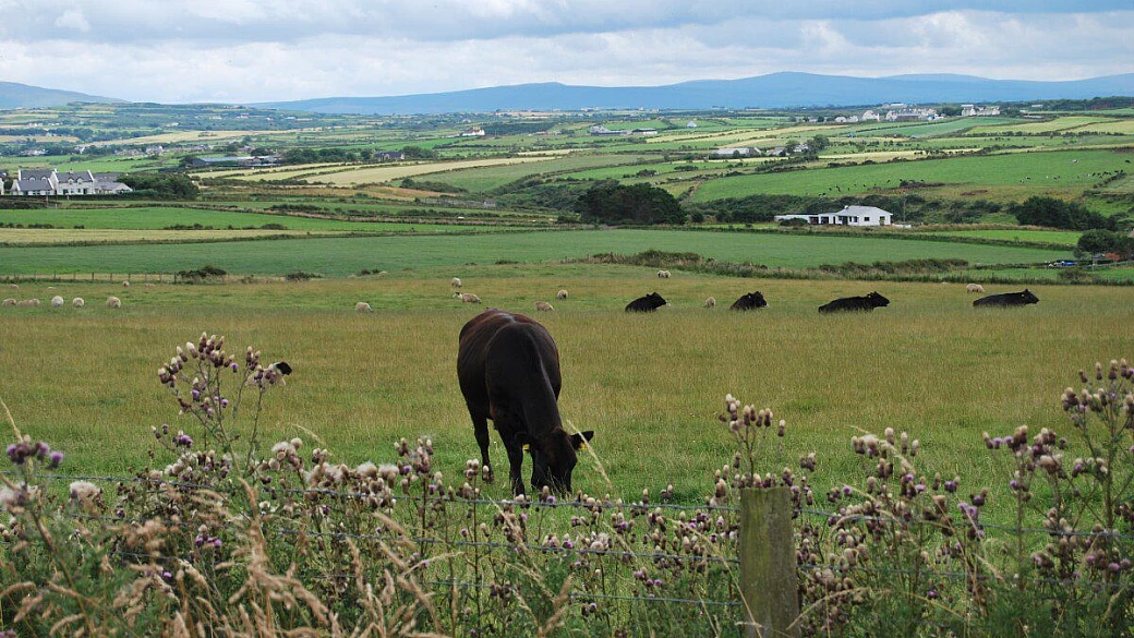5 giorni e 1450km in irlanda tra pecore bianchi e prati verdi!