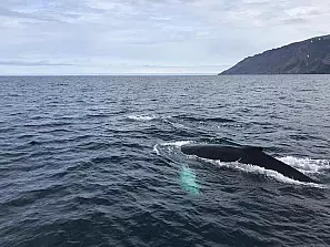 balene ad akureyri