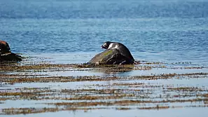 in islanda alla ricerca delle foche