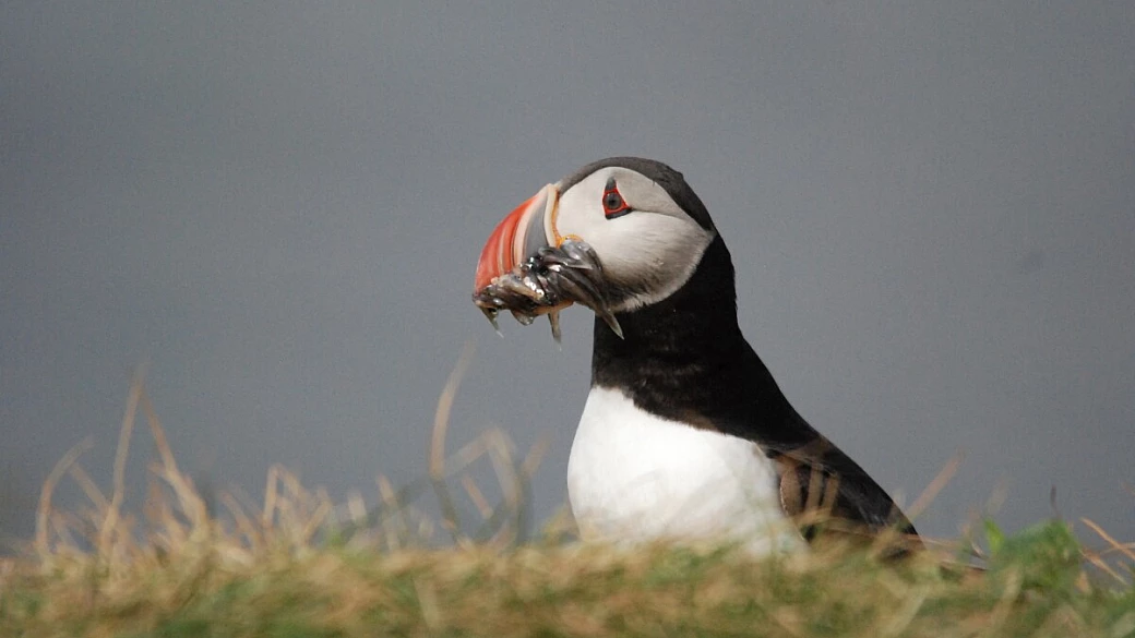the puffin is on the table…