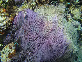 isola-dei-pini-e8twc