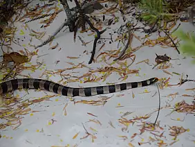 isola-dei-pini-ehf4d