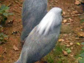 isola-dei-pini-my27n