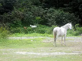 isola-dei-pini-uxct1