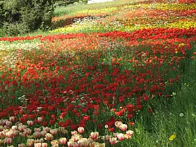 isola-di-mainaulago-di-costanza-vfpac