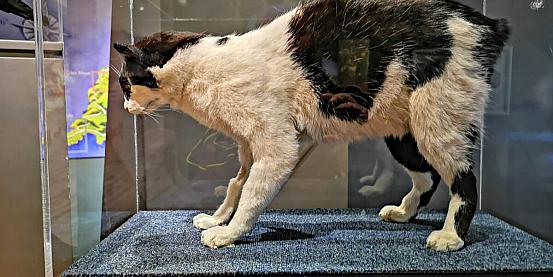 il gatto mannese, senza coda, manx museum 2