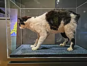 isola-di-man-mare-3qnqu