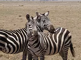 isola-di-zanzibar-3qnpj